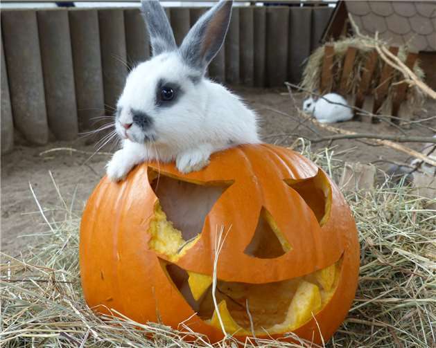 Tierischer Halloween-Abend 