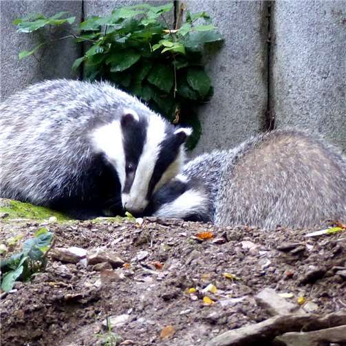 Zwei Dachsbrüder erobern die Herzen der Zoobesucher 