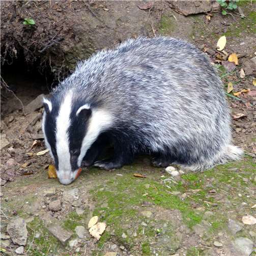 Zwei Dachsbrüder erobern die Herzen der Zoobesucher 