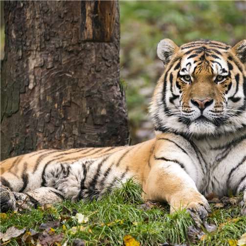 Türchen öffnen sich 