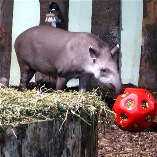 Tieren eine Freude machen