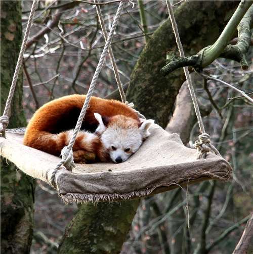 Tieren eine Freude machen 