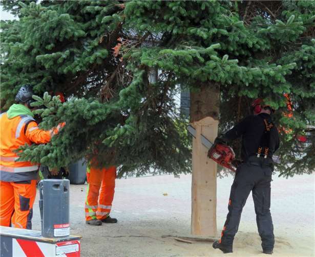 Größter Weihnachtsbaum der Stadt verleiht Johannesplatz weihnachtliches Flair 