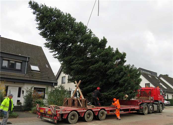 Größter Weihnachtsbaum der Stadt verleiht Johannesplatz weihnachtliches Flair