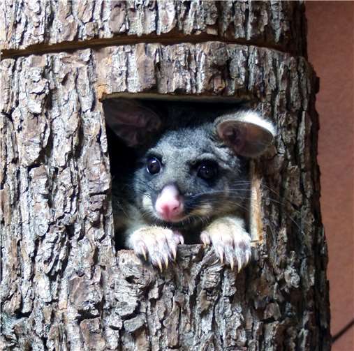 Noch mehr Australien im Zoo Neuwied 