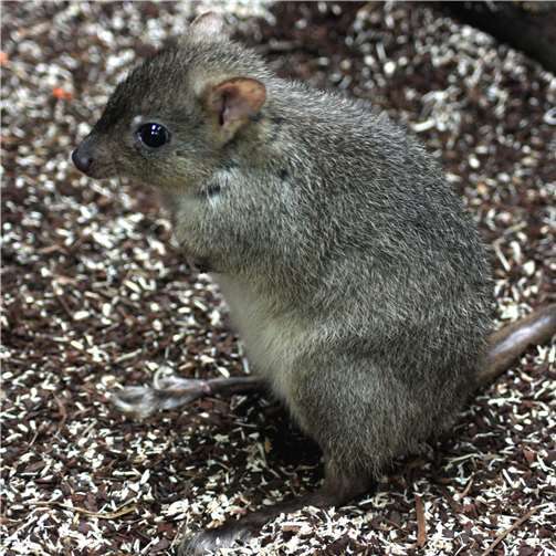 Noch mehr Australien im Zoo Neuwied 