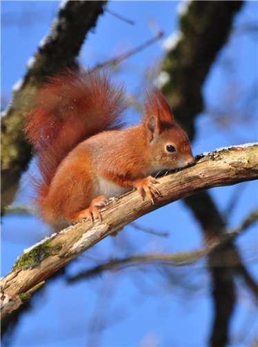 Tiere und Natur brauchen im Winter Ruhe 