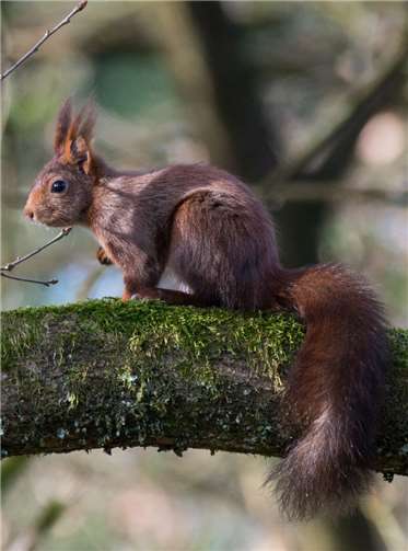 Tiere und Natur brauchen im Winter Ruhe 