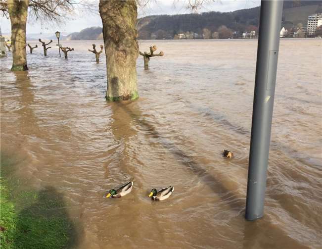 Rhein tritt in Bad Breisig über die Ufer 