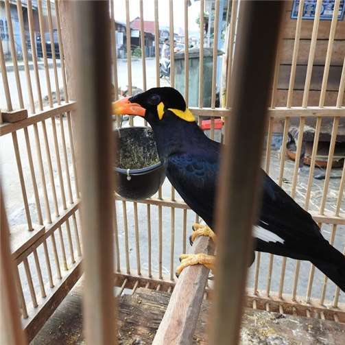 Zootier des Jahres 2020: Der Beo 