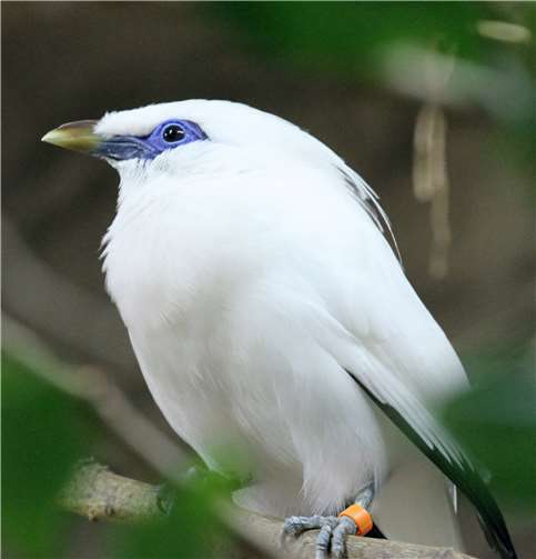 Zootier des Jahres 2020: Der Beo 