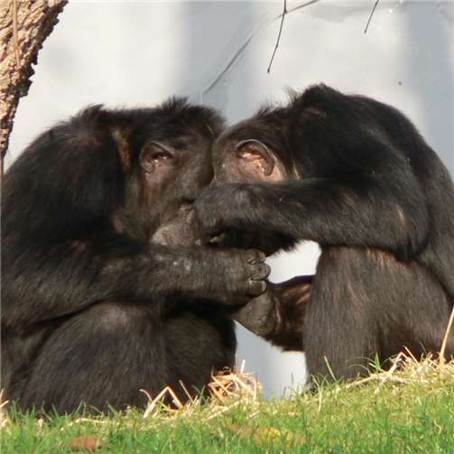 Kuscheln unter Tieren