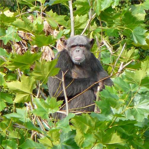 Handys für den Lebensraum von Menschenaffen 