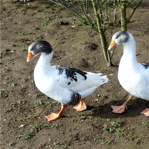 Bedrohte Gänserasse