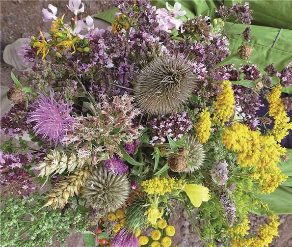 „Kräuterwisch-Exkursion“ 