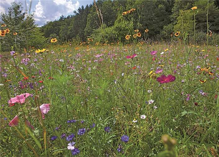 Ein Eldorado für Bienen und Schmetterlinge 