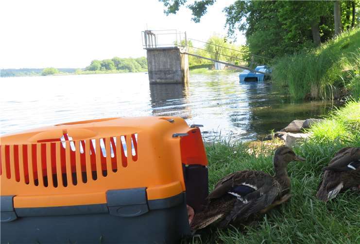 Stockenten auf der Seenplatte ausgewildert 