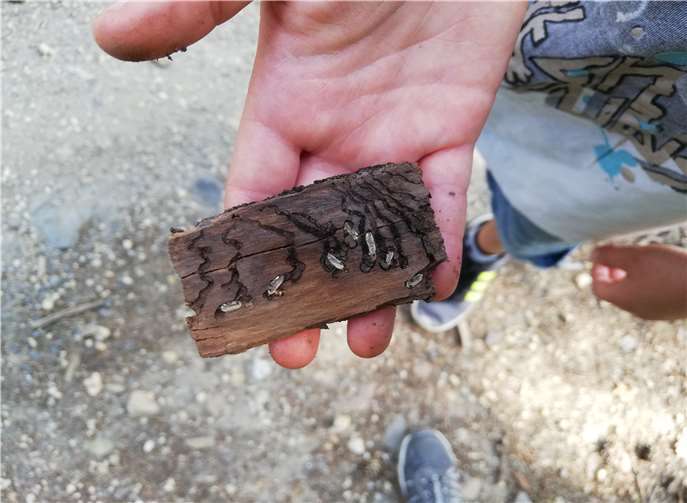 Dem Förster über die Schulter geschaut 