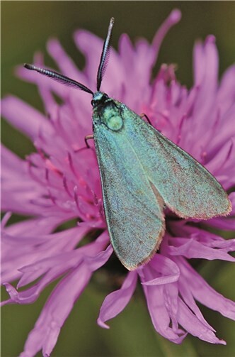 Wir säen Blumen, um Schmetterlinge einzuladen 
