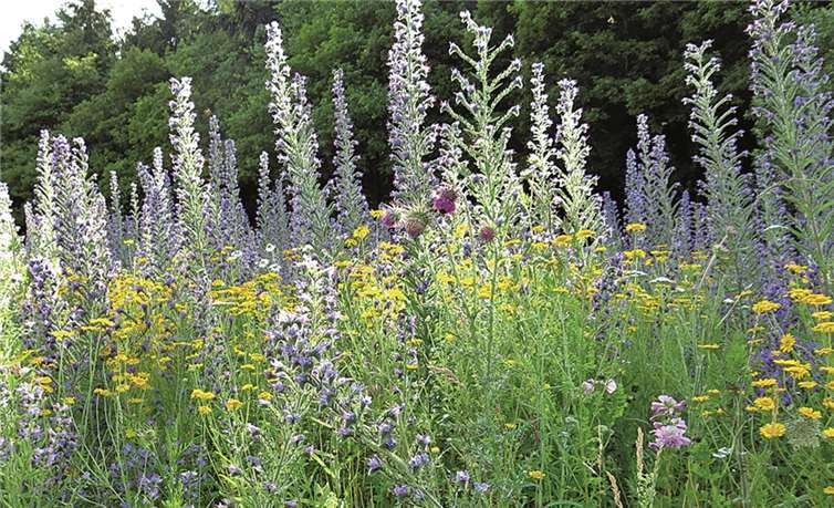 Wir säen Blumen, um Schmetterlinge einzuladen 