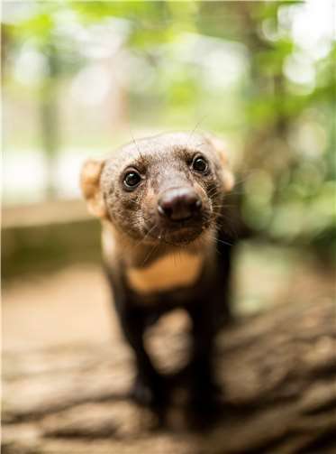 Tayras – Südamerikanische Marder mit viel Energie 