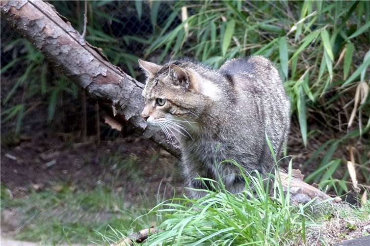 Wildkatzen – Bedrohte Jäger 
