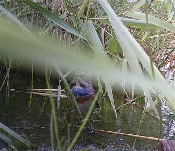Blaukehlchen galt als eine vom Aussterben bedrohte Vogelart 