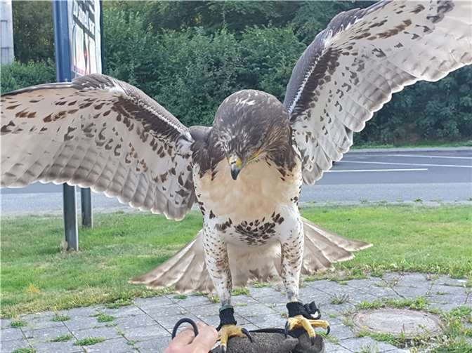 Bussard in Kofferraum transportiert