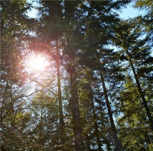 Der Wald von morgen in Rheinland-Pfalz 
