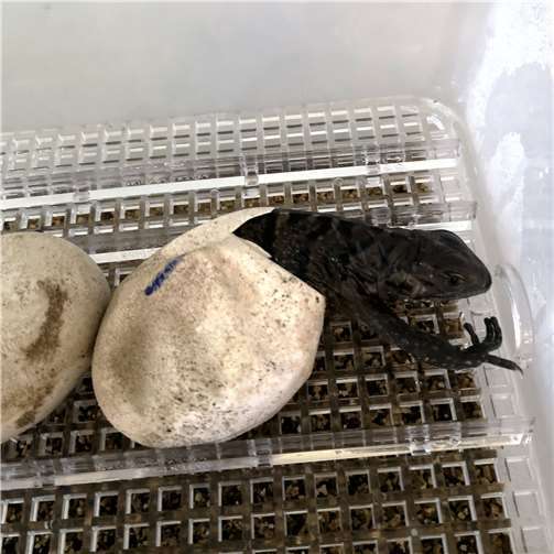 Erfolgreiche Nachzucht bei seltenen Leguanen 