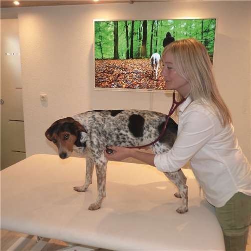 Pferd, Hund, Katze und alle Nagetiere werden liebevoll behandelt 