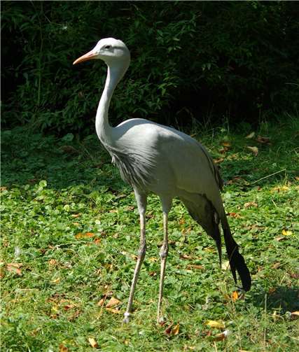 Die größten flugfähigen Vögel der Welt 