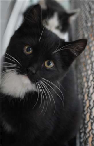 Katzenkinder warten auf ein neues zu Hause 