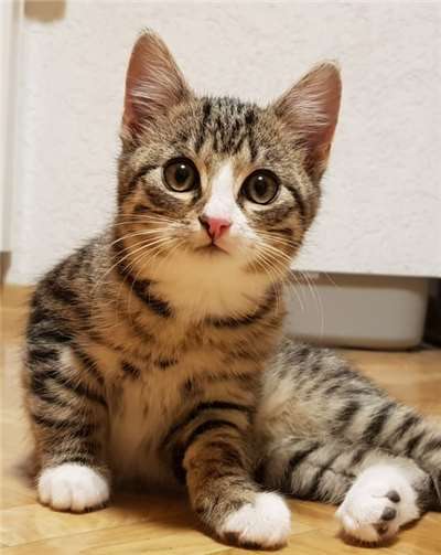 Katzenkinder warten auf ein neues zu Hause 