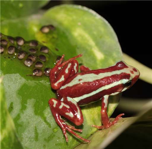 Frösche und Kröten im Exotarium 