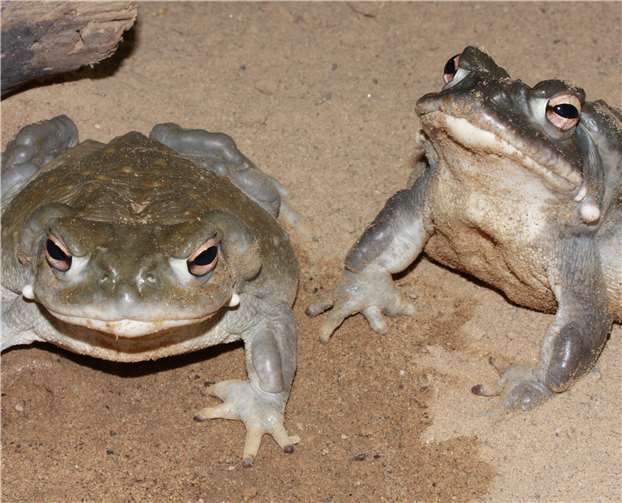 Frösche und Kröten im Exotarium 