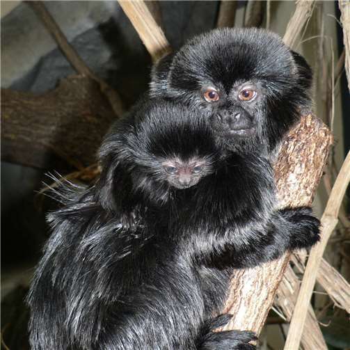 Zweifacher Nachwuchs bei den Krallenaffen