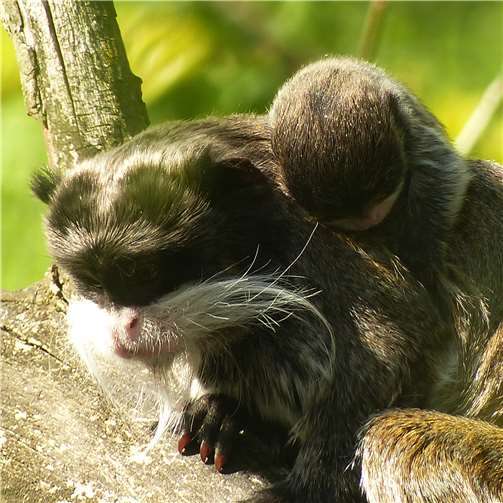 Zweifacher Nachwuchs bei den Krallenaffen 
