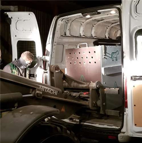 Ein Tigerweibchen für Neuwied 