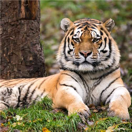 Ein Tigerweibchen für Neuwied 