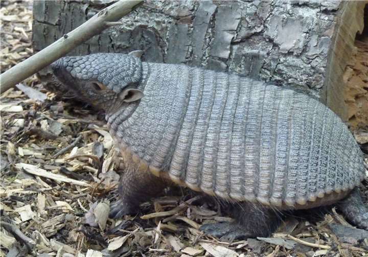 Nebengelenktiere in der Prinz-Max-Halle 