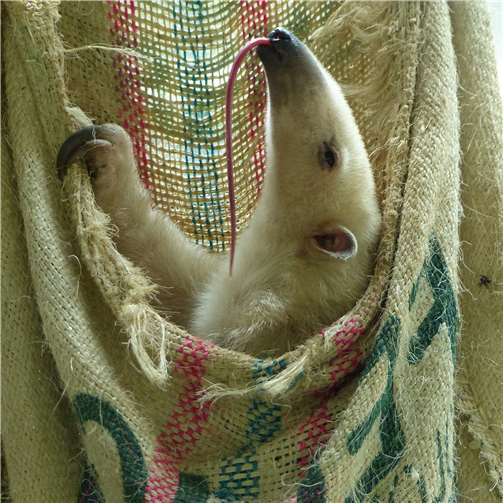 Nebengelenktiere in der Prinz-Max-Halle 