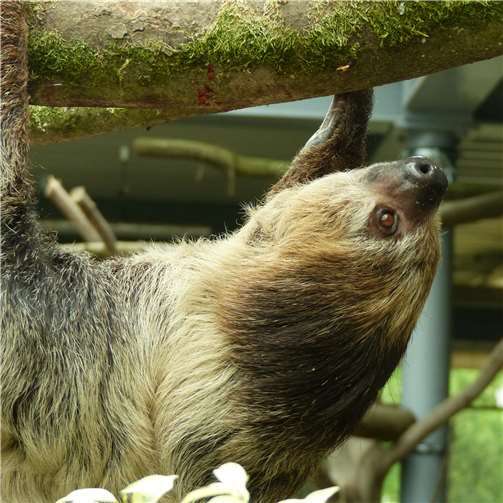 Nebengelenktiere in der Prinz-Max-Halle 