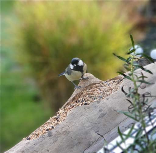 Vogelfütterung - ganz einfach? Vogelfütterung - ganz einfach?