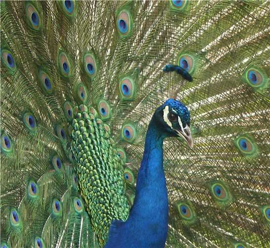 Sie müssen sich nicht mit fremden Federn schmücken 