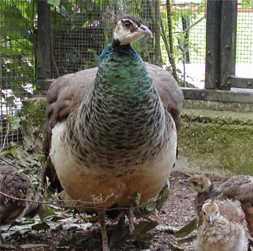 Sie müssen sich nicht mit fremden Federn schmücken 