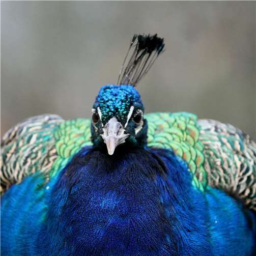 Sie müssen sich nicht mit fremden Federn schmücken 