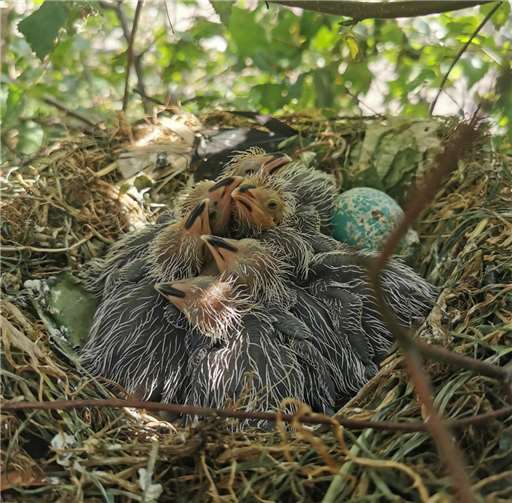 Gefiederte Erfolgsgeschichte: 2020 im Avimundo