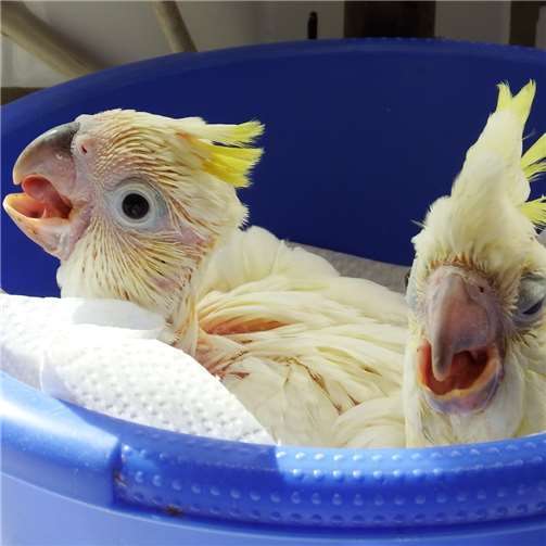 Gefiederte Erfolgsgeschichte: 2020 im Avimundo 