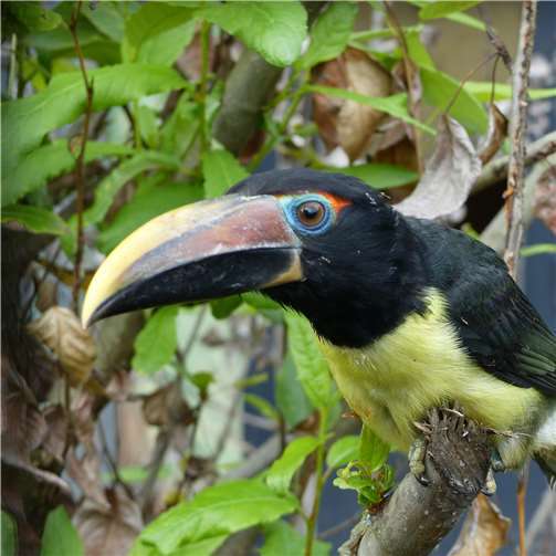 Gefiederte Erfolgsgeschichte: 2020 im Avimundo 